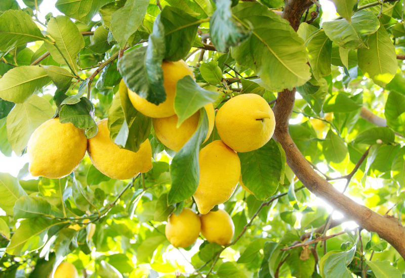 ブラッドオレンジみかん大事典みかんのことなら「のま果樹園」Produced by 株式会社乃万青果