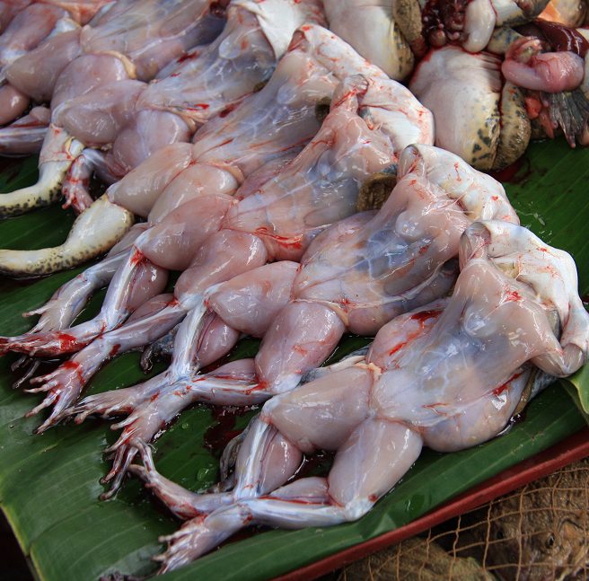 手羽肉を一瞬で平らげる巨大ウシガエル