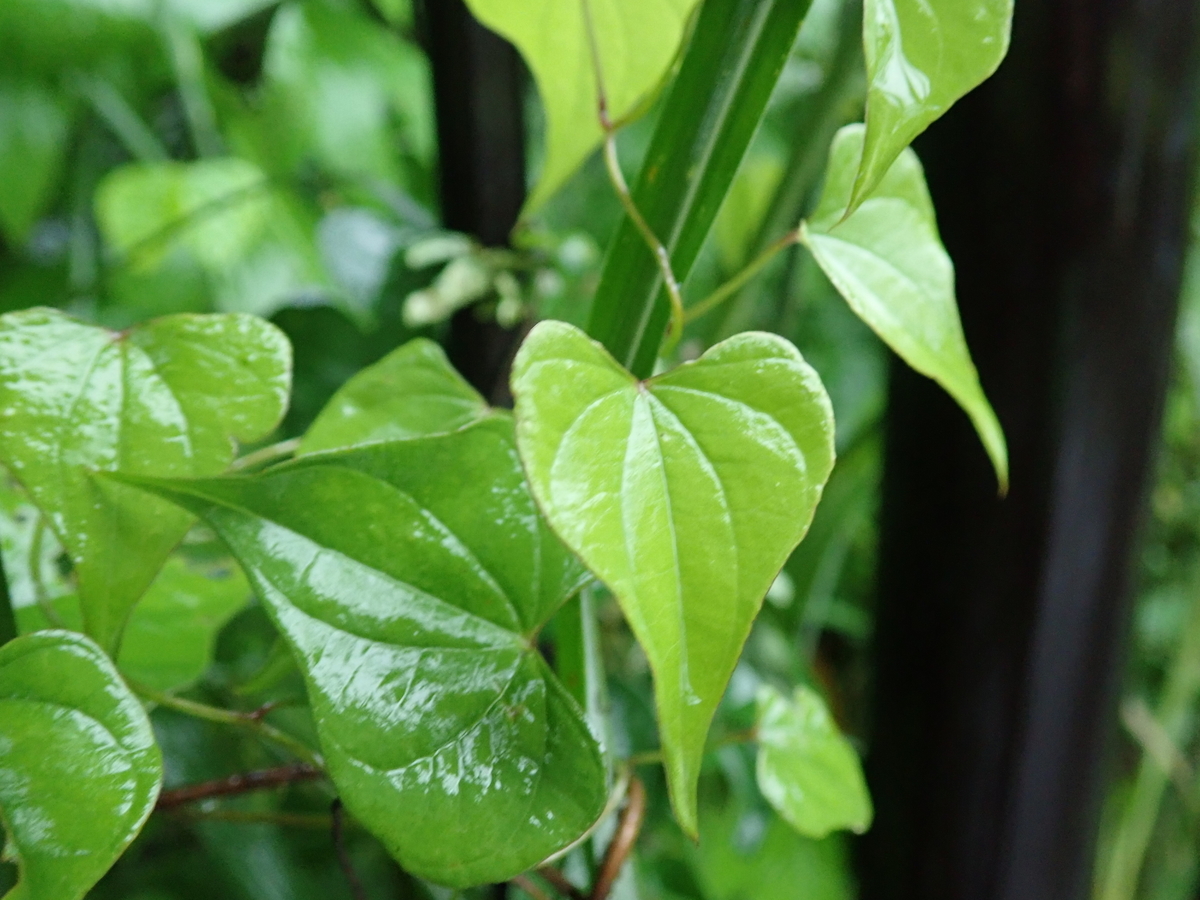 このつる植物はヤマイモの葉でしょうか。公園の藪の中に生えて 園芸相談Q＆Aみんなの趣味の園芸