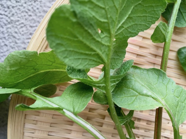 まずいラディッシュを避ける選び方 八百屋が伝授やさいのトリセツ