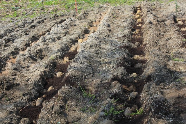 ◇サトイモの逆さ植え・第２弾リポート 「メからウロコ」ともいうべき方法格段に収量がアップ 木嶋博士の驚き育てワザ古くて新しい栽培技術JA横浜 営農情報- てらまち・ねっと