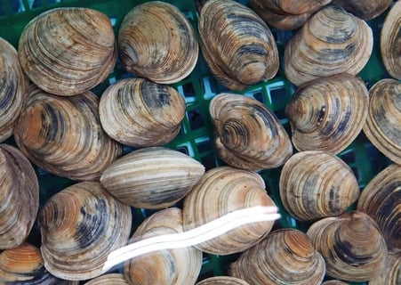 大はまぐり ボイル蛤冷凍ハマグリ １Ｋg 約16個九十九里産 冷凍ボイルハマグリ 保存