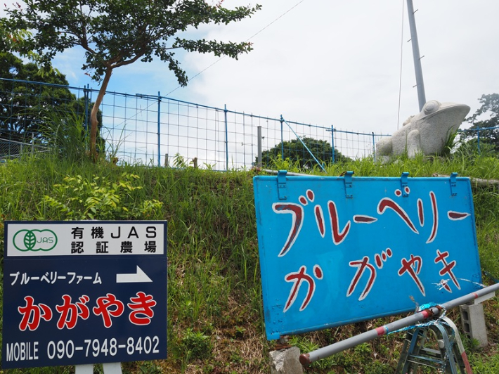 木更津市 摘み取りだけじゃない！驚きのスムージーにもチャレンジできるブルーベリー園「のらりくらり」 なかぶ- エキスパート - Yahoo!ニュース