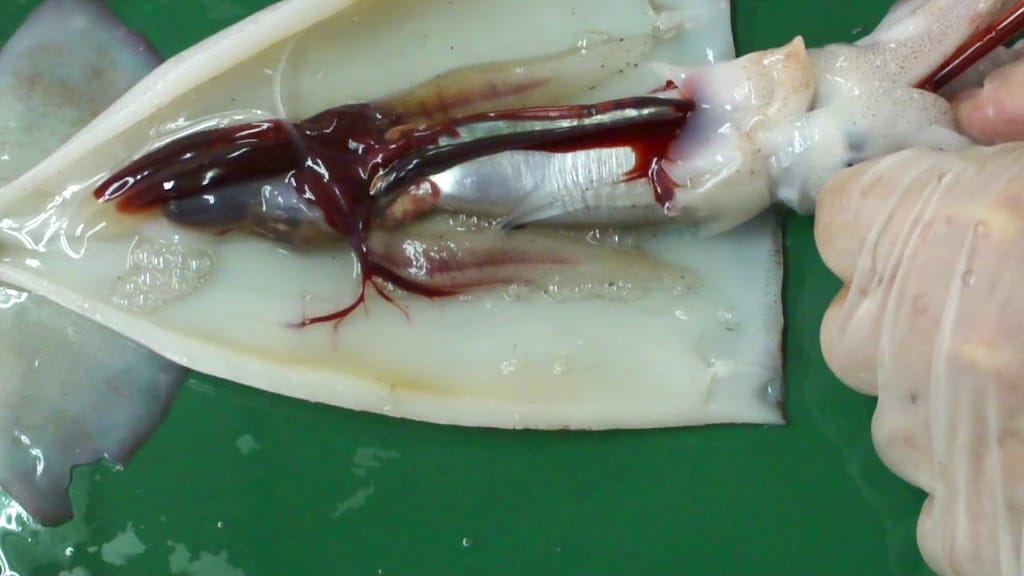 隠岐島直送 スルメイカ軟骨の玄米粉唐揚げ400ｇ スルメイカ イカ軟骨 唐揚げ 希少部位 国産イカ 海士町 CAS 島風生活島風生活。楽天市場店