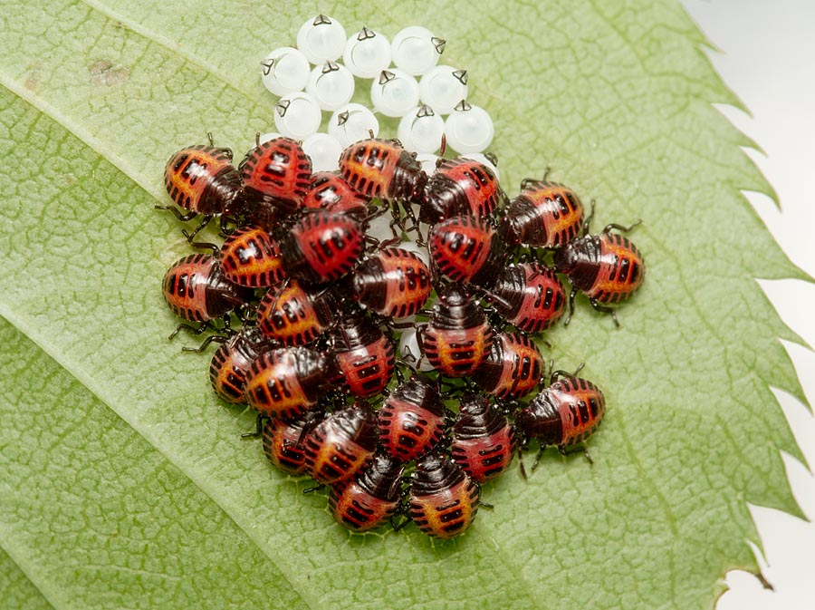 農文協園芸部ブログ：屋上菜園日記：田舎の本屋さん ― 農業・食文化・教育・生活の書籍専門店