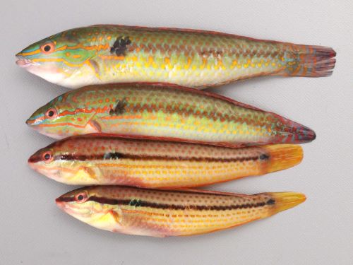 ベラは美味しい魚！釣って楽しい刺身でも旨いベラは粋な釣魚