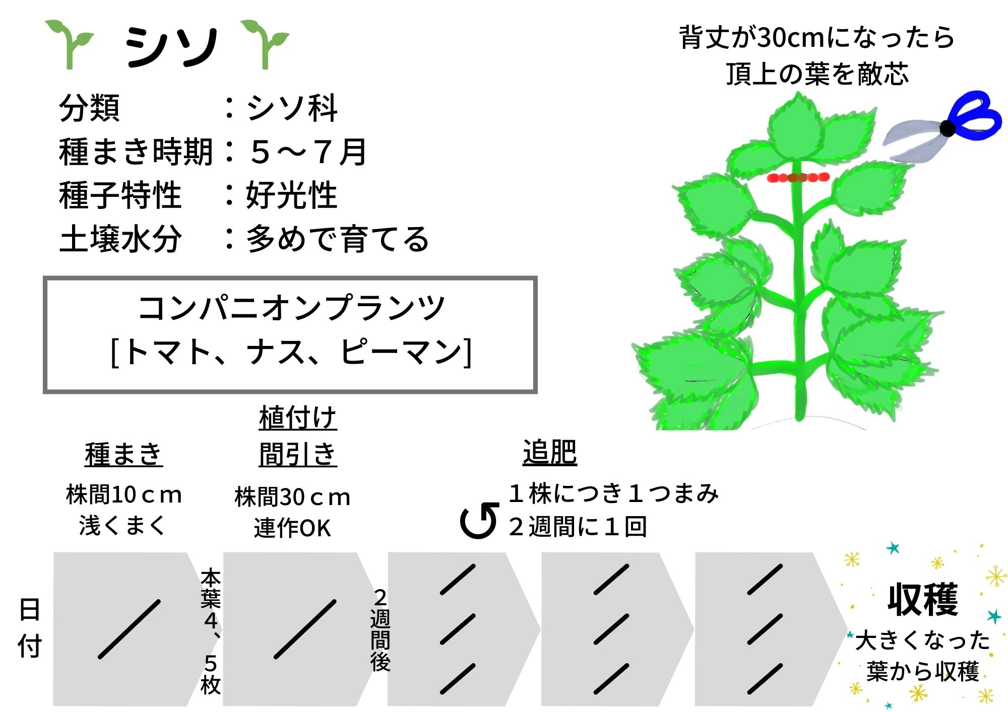 季節の手仕事しそ③ しその実の収穫方法、下処理、保存食のレシピ季節の手仕事、明日何する