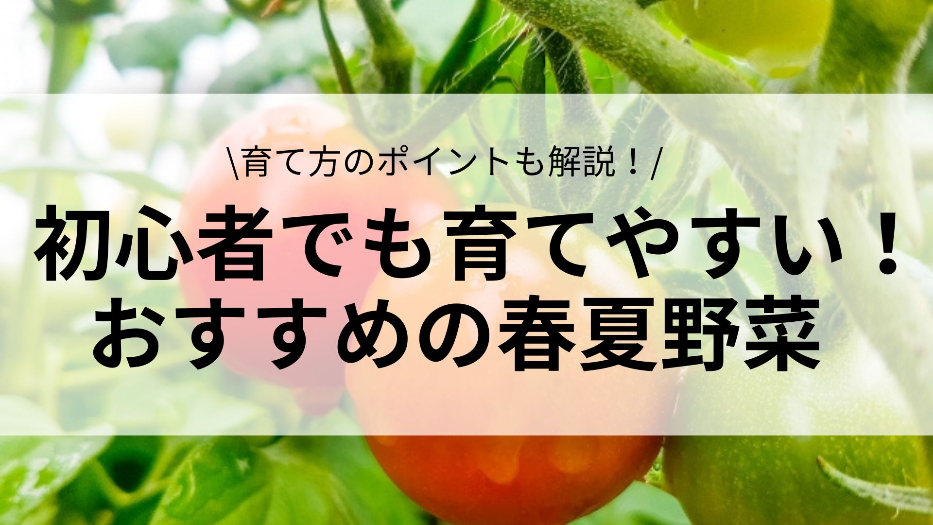 家庭菜園初心者に最適！ 4月に植える野菜5選 畑は小さな大自然vol.75 マイナビ農業