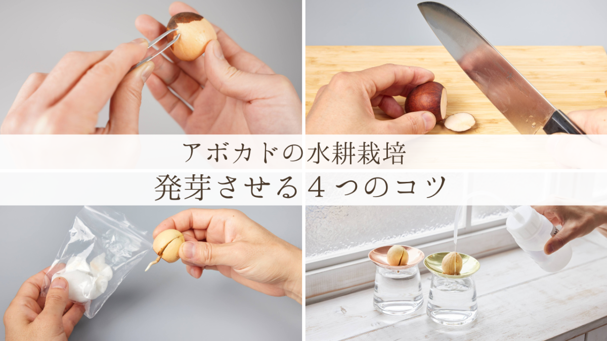 アボカドの育て方は？初心者でもできる水栽培で種を発芽させる方法とコツ
