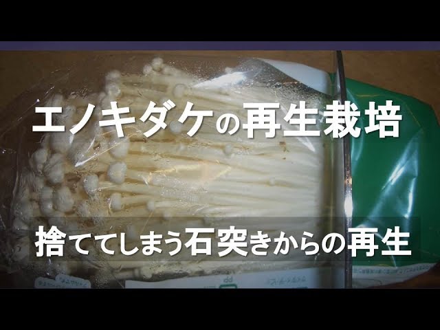 大粒 石づきがない 南魚沼産 ぶなしめじ 約180g