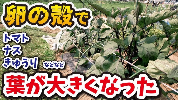 卵の殻を肥料に！家庭菜園での使い方と注意点オリーブ農家の日常
