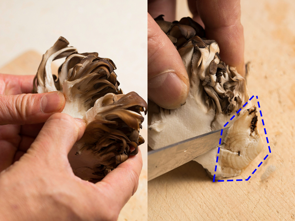 舞茸 まいたけ の石づきはどこで切るのが正解？意外な真実が！元スーパーの店員が解説ぱるとよ 食材ブログ