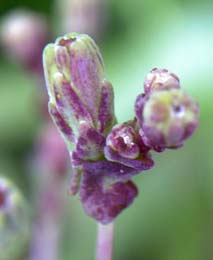 水耕栽培 サニーレタス開花〜綿毛〜自家採種まで！ - ハニコログ