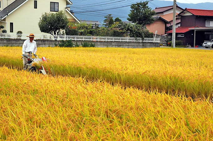 稲刈りが始まりました！愛隣館ブログ