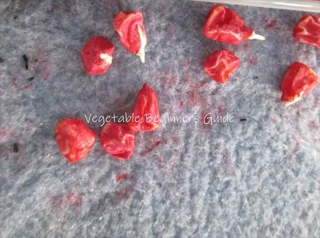 とうもろこしの育て方を解説！土づくり、栽培の手順と収穫方法、プランターでの育て方、害虫や病気まで、栽培のコツを説明 - みんなのブログ体験農園なら貸し農園 市民農園 のシェア畑