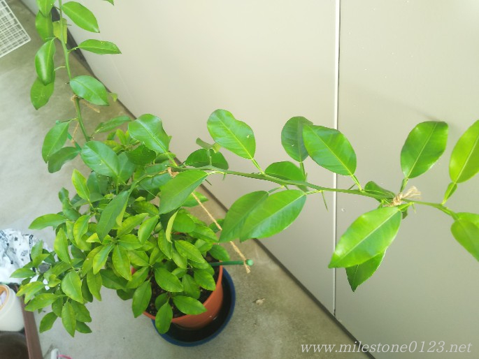 実生ゆず」。それは一粒のタネから発芽し、 長い年月をかけて枝葉を伸ばして育った希少な原種。 実生ゆずは多品種と交配されることなく、ピュアな遺伝子を1200年以上にわたって 受け継いでいるのが特徴です。 カラタチなどの株に挿し木して栽培されるゆずが、 約3年で