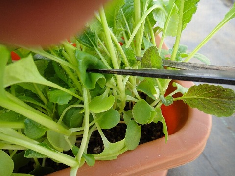 ベビーリーフの栽培 - 自然農法センター公益財団法人 自然農法国際研究開発センタ