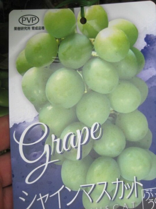 シャインマスカットの害虫４☆ドウガネブイブイ・コガネムシに葉が食べられた!!魔法の便利帳