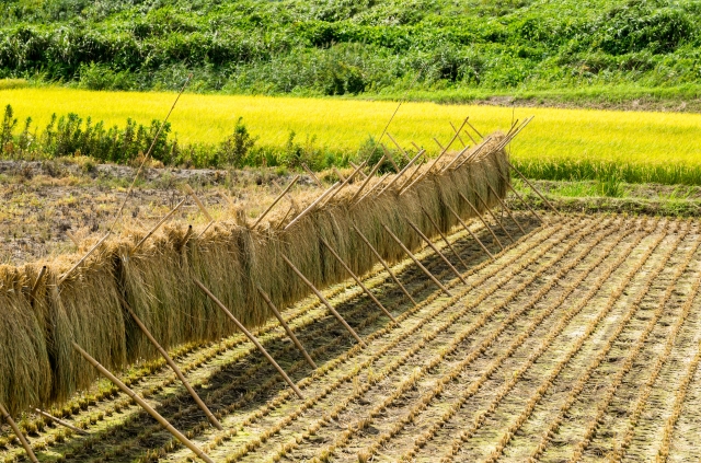 稲の干し方あれこれ : 岩殿満喫クラブ 岩殿 Day by Day
