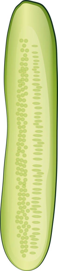 夏野菜:リアルなキュウリスライス zipファイル: pdf,jpg,透過png ：イラスト無料