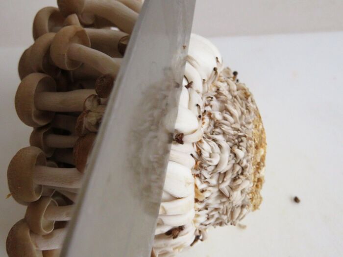 舞茸の茹で時間は何分くらいがベスト？栄養を逃がさず美味しく仕上がる最適な茹で時間と料理ごとの加熱時間 - bellissima