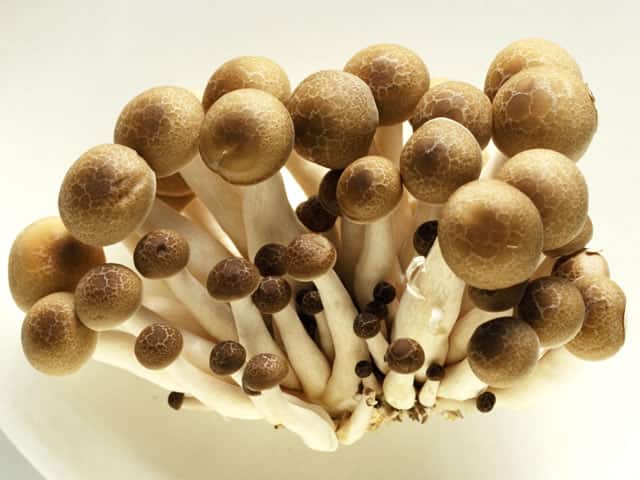 しめじは栄養豊富！～効能や効果的な食べ方を管理栄養士が解説～シンクヘルス株式会社