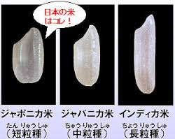 世界のコメ、アジアの生産地図に変化 きょうのことば- 日本経済新聞