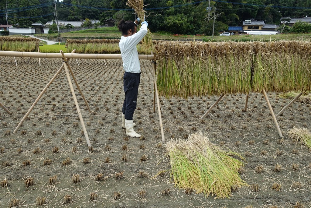 お米を“天日干し”する理由とは？ 稲刈りと、お米にまつわる小話「colocal コロカル」ローカルを学ぶ・暮らす・旅する