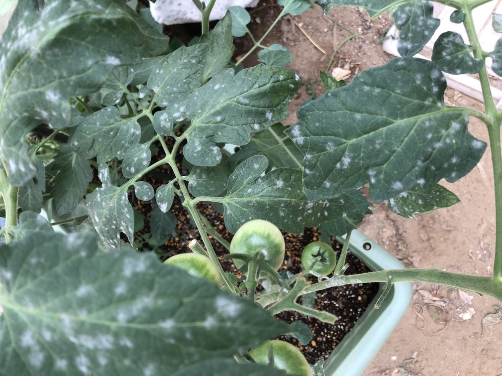 鉢で育てているミニトマトの葉に白い斑点が出てきました。葉の裏側は変化- Yahoo!知恵袋