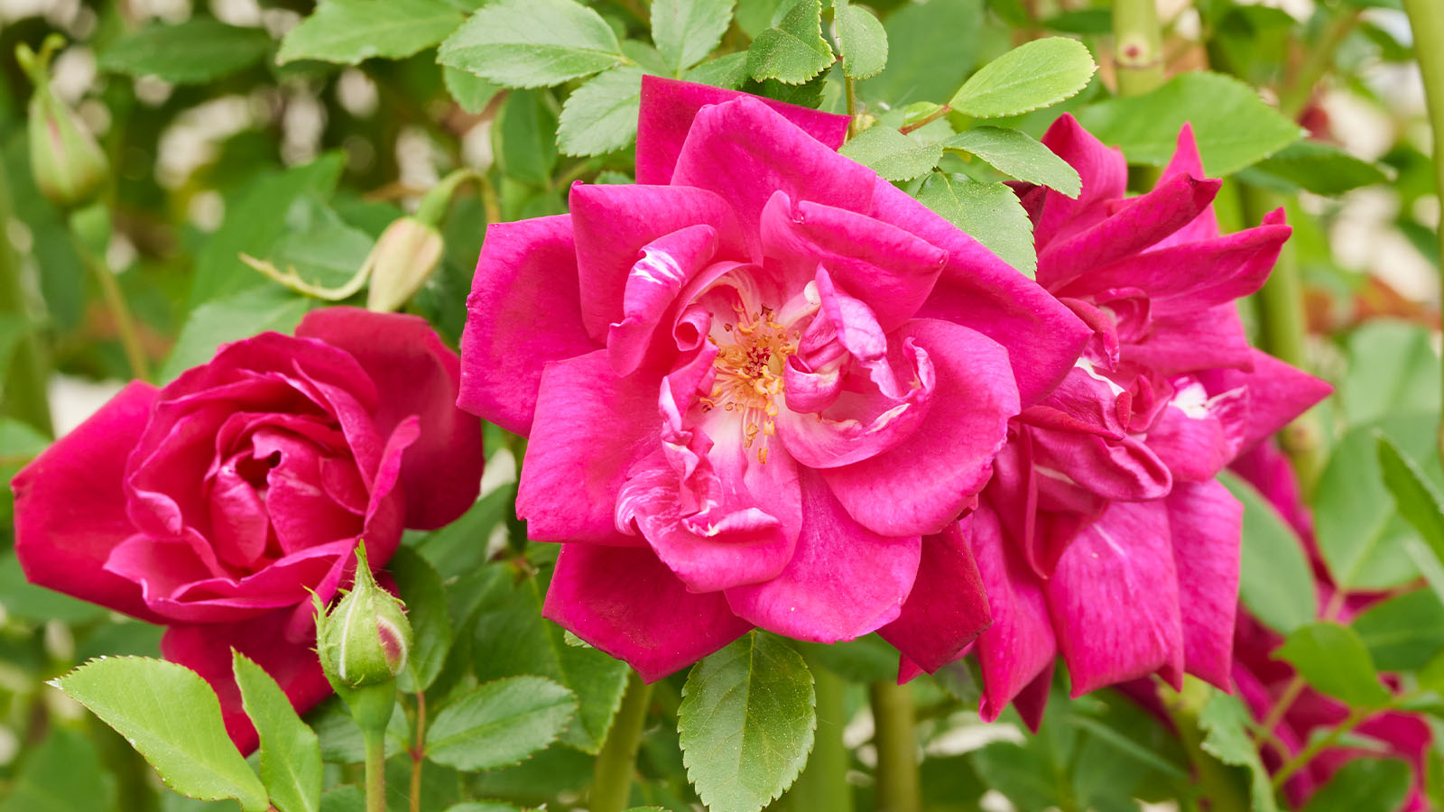 ローズティーRose Tea量り売り