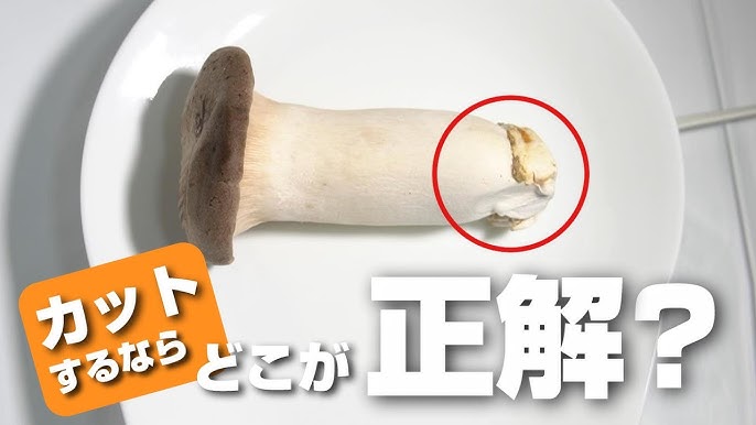 まいたけの石づき 根元 はどこまで切るの？きのこの疑問に答えるシリーズ関東きのこの会