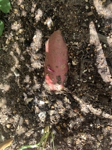 実はとっても可愛い！芽が出たさつまいもの水栽培にチャレンジ - nomina