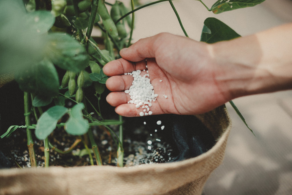 楽天市場 枝豆 栽培セット えだまめ 種 プランター 2個 土 20リットル種から育てる 苗 にして収穫を楽しめる : Fleur Town 吉本花城園