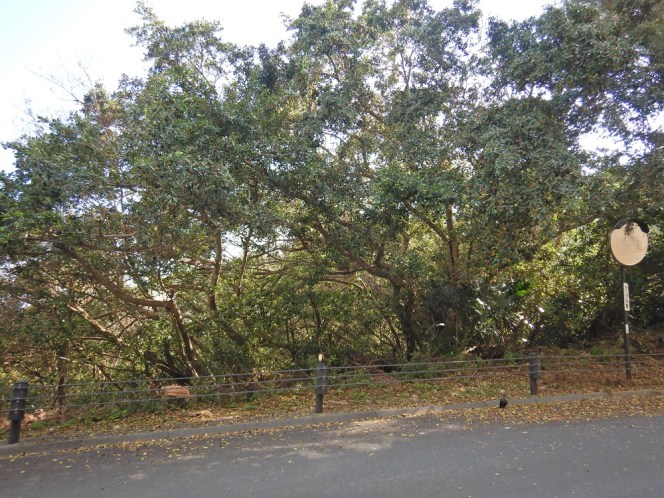 ガジュマルの実 写真素材5290024- フォトライブラリ