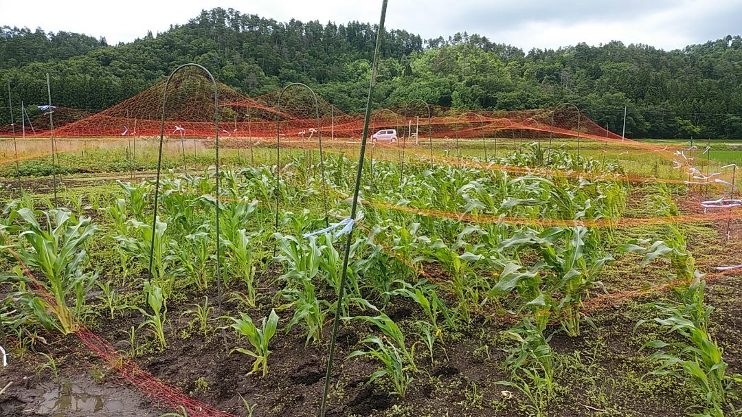 今週末から販売予定の『あまいんです🌽』 試しどりしてみました！ 粒がプチプチしていて柔らかで👌でした😋甘さの後に、濃いコーンの旨みを感じました🌽 ぜひみなさんにも採れたて、あまいんです 食べていただきたいです〜😊☀️ ※今年の農園での🌽🫐直売、🌽🫐狩り体験