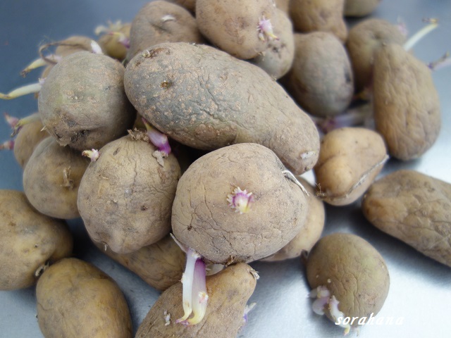 ジャガイモから芽が出て“ぶよぶよ”してます、食べても大丈夫でしょうか？ あやしい野菜Q&A- All About ニュース