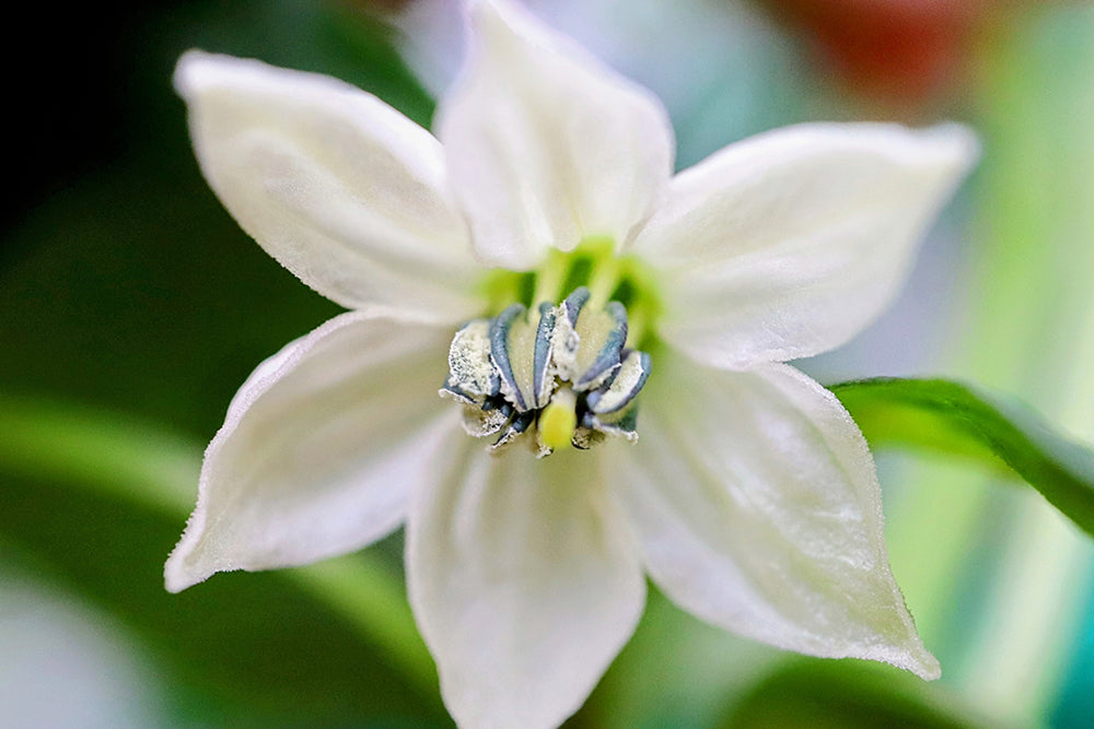 ピーマン - 花の名前を調べる