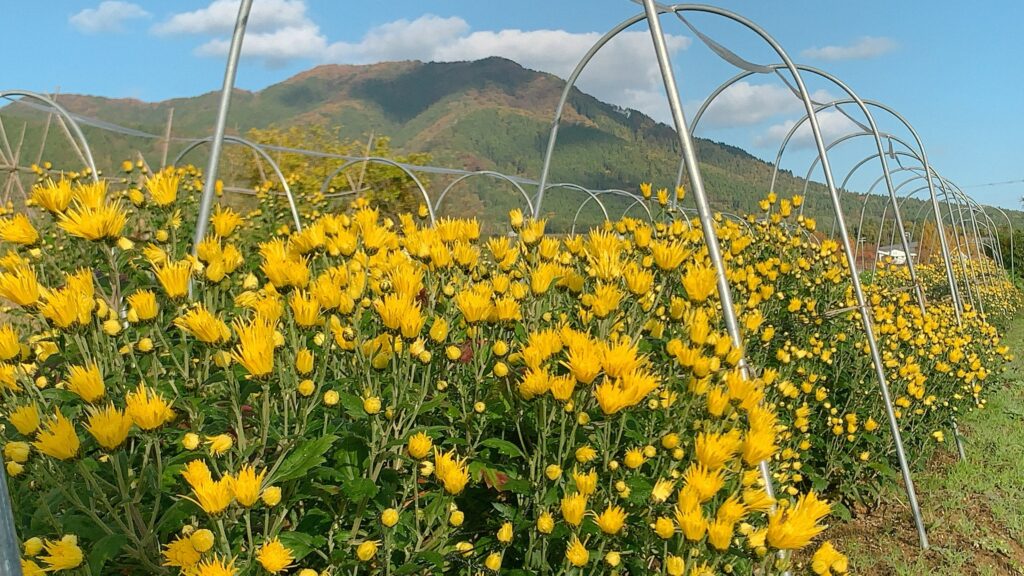 菊の育て方 初心者向け？植え替えの時期は