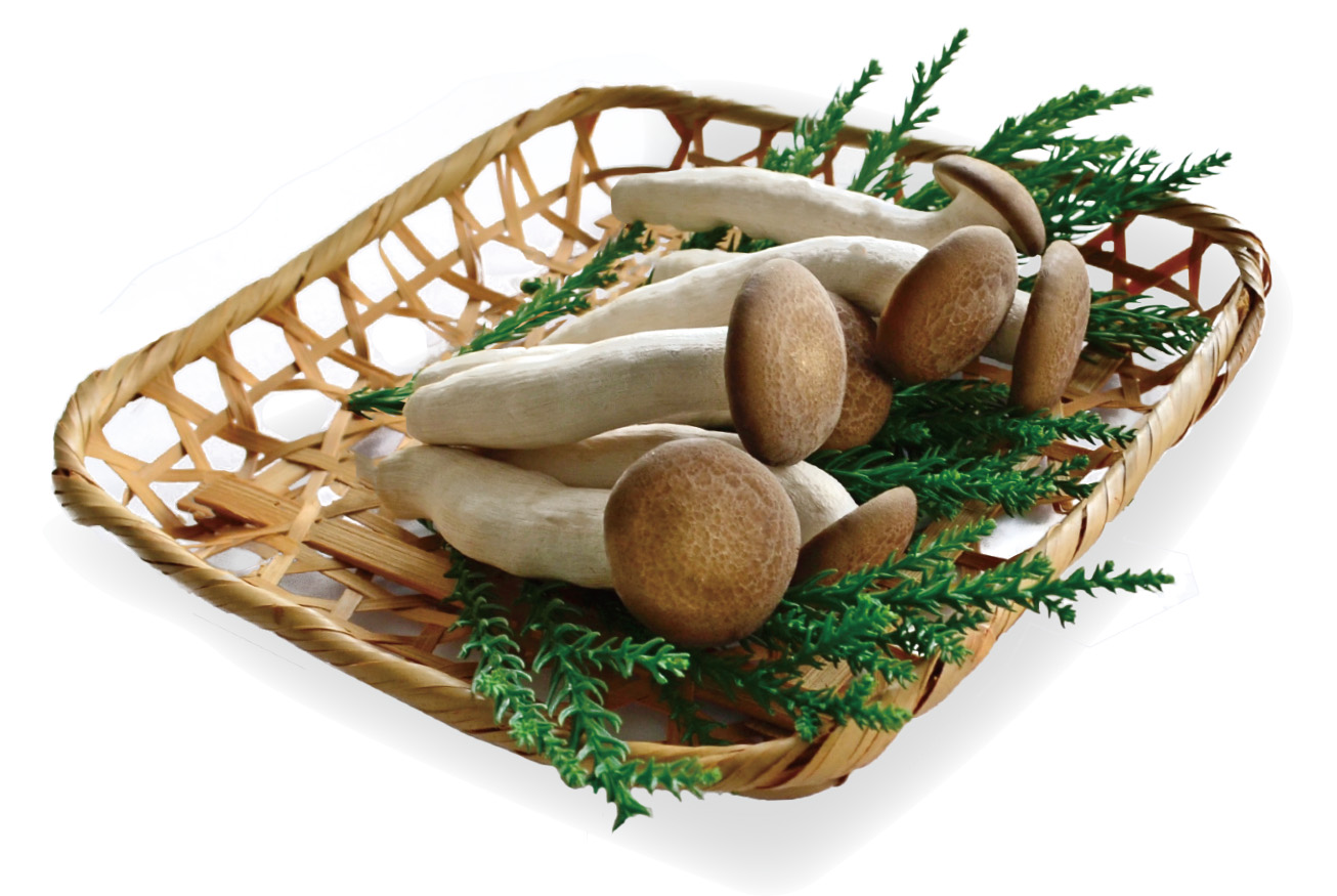 新連載 ナカノきのこ図鑑 ぶなしめじなかのきのこ新聞Web