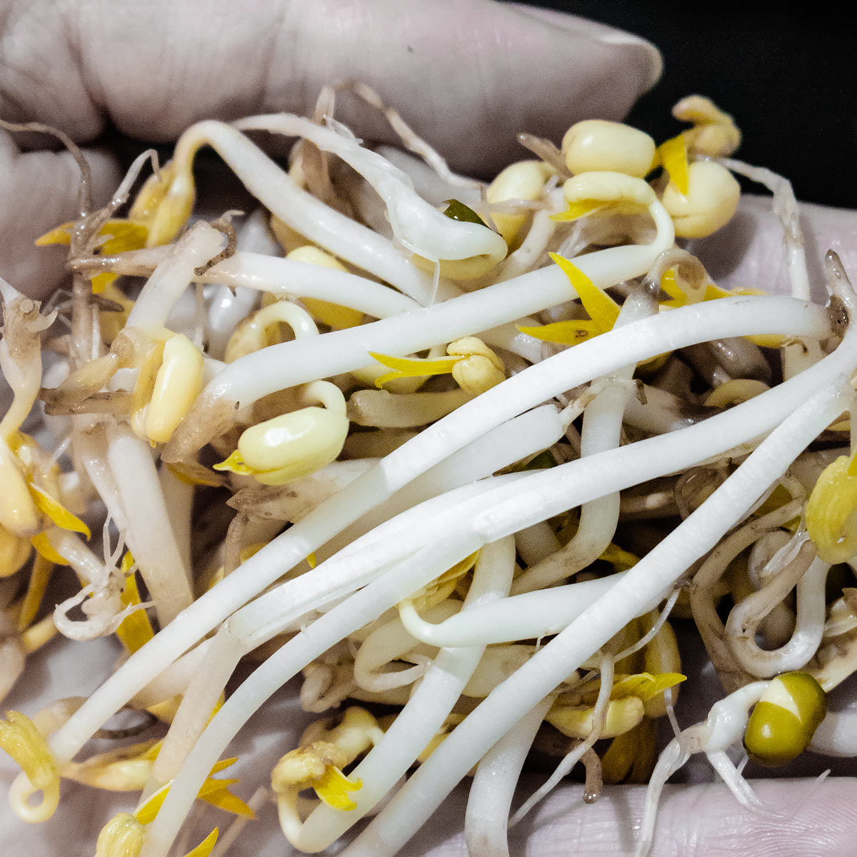 5,163 Bean Sprout Stock Photos, High-Res Pictures, and Images - GettyImagesBean sprout on white, Bean sprout black background, Bean sproutgrowing