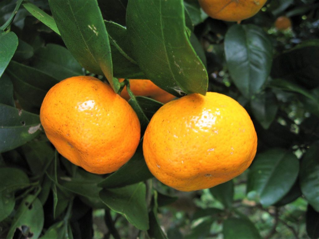 食レポ タルガヨーとオートー，沖縄県の代表する柑橘2種．糸満フルーツ園 けんちゃん