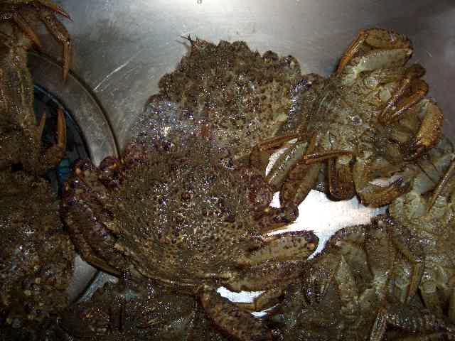 カニと泡 - 虫村の日記