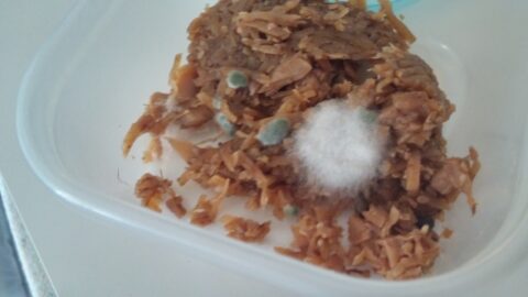 カビの実験をしました。新着情報原工務店山口県で「光と風と木の住まい」の注文住宅