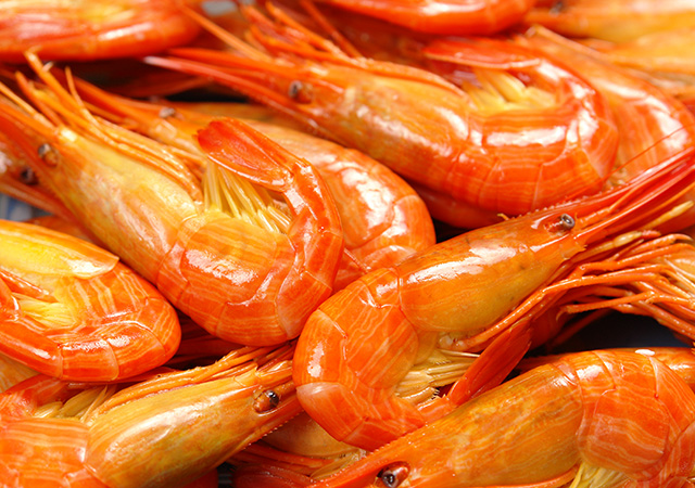 北海シマエビの旬は初夏と秋の年２回食べレア北海道北海道の食材お取り寄せ通販サイト