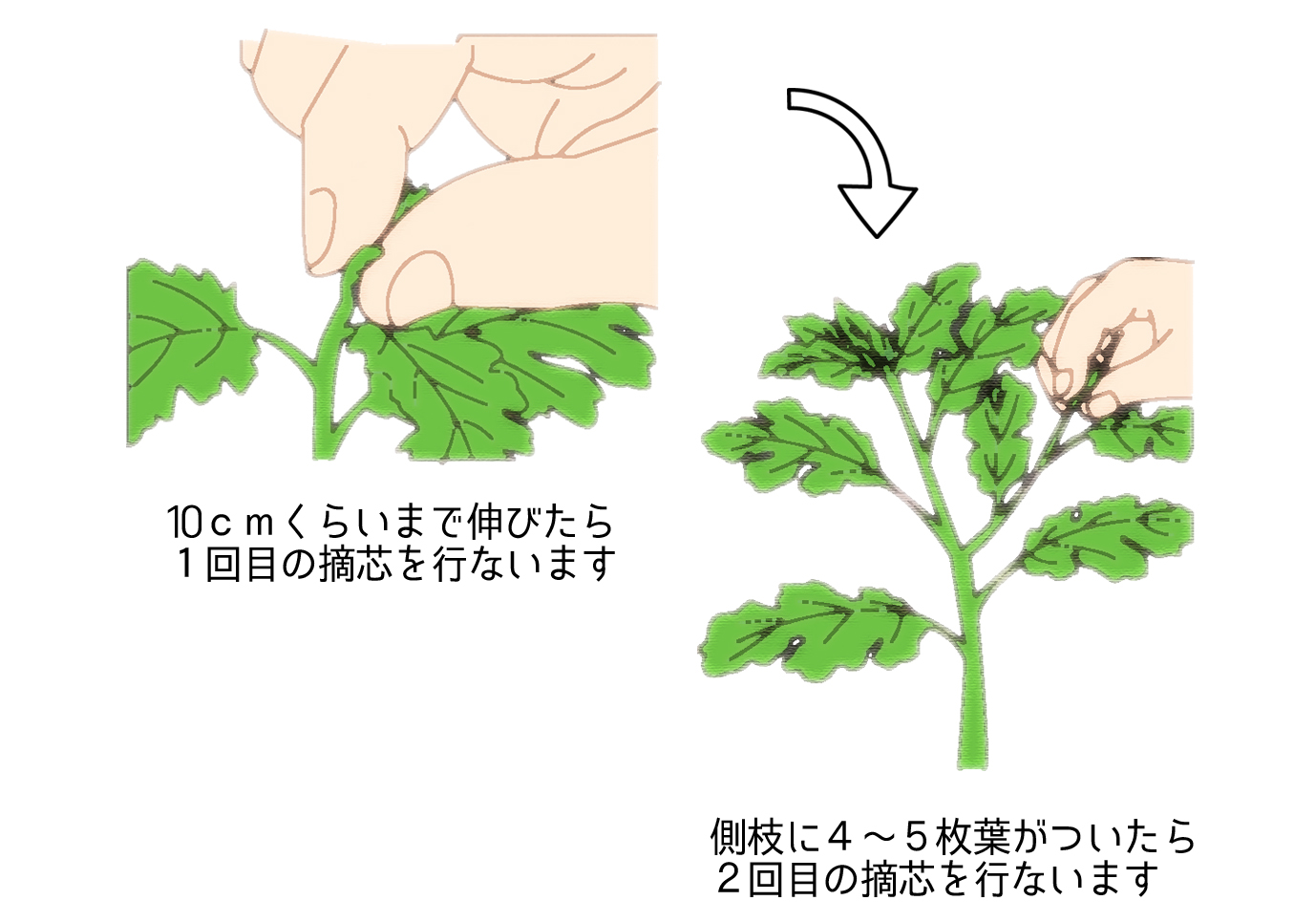 食用菊の植え替え＃プランター栽培2年目を露地に植え替え！ - YouTube