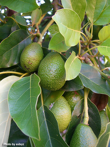 アボカドの挿し木 190日後の様子！発根した！管理方法を修正をすべし！視聴者のコメント． Avocado cuttings190 dayslater! Rooted