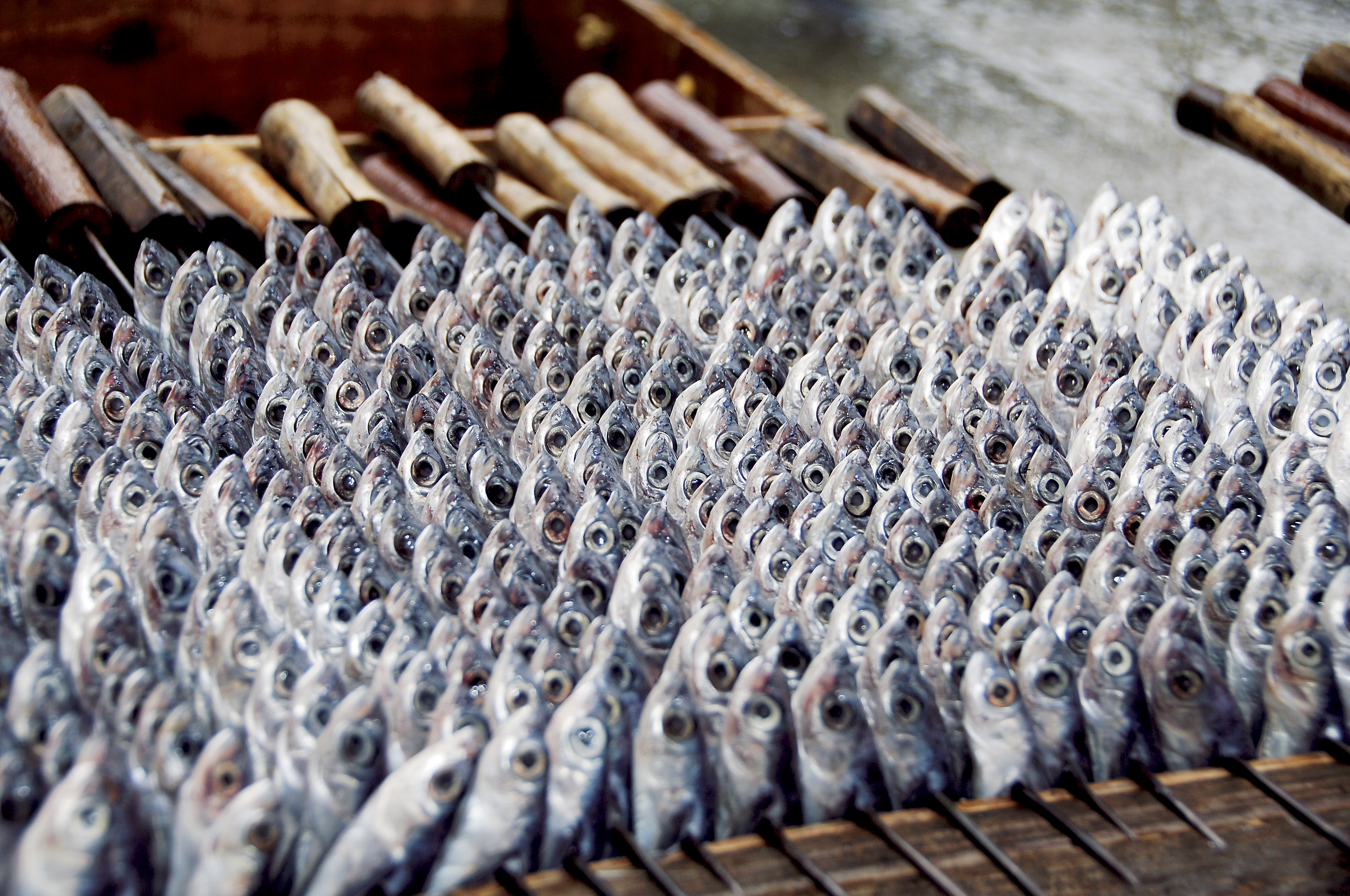焼き魚半農半遊 爺さん婆さんの生活