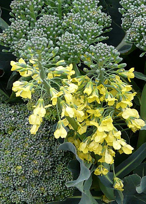 タキイのブロッコリー・カリフラワー栽培マニュアル野菜栽培マニュアル調べるタキイ種苗株式会社