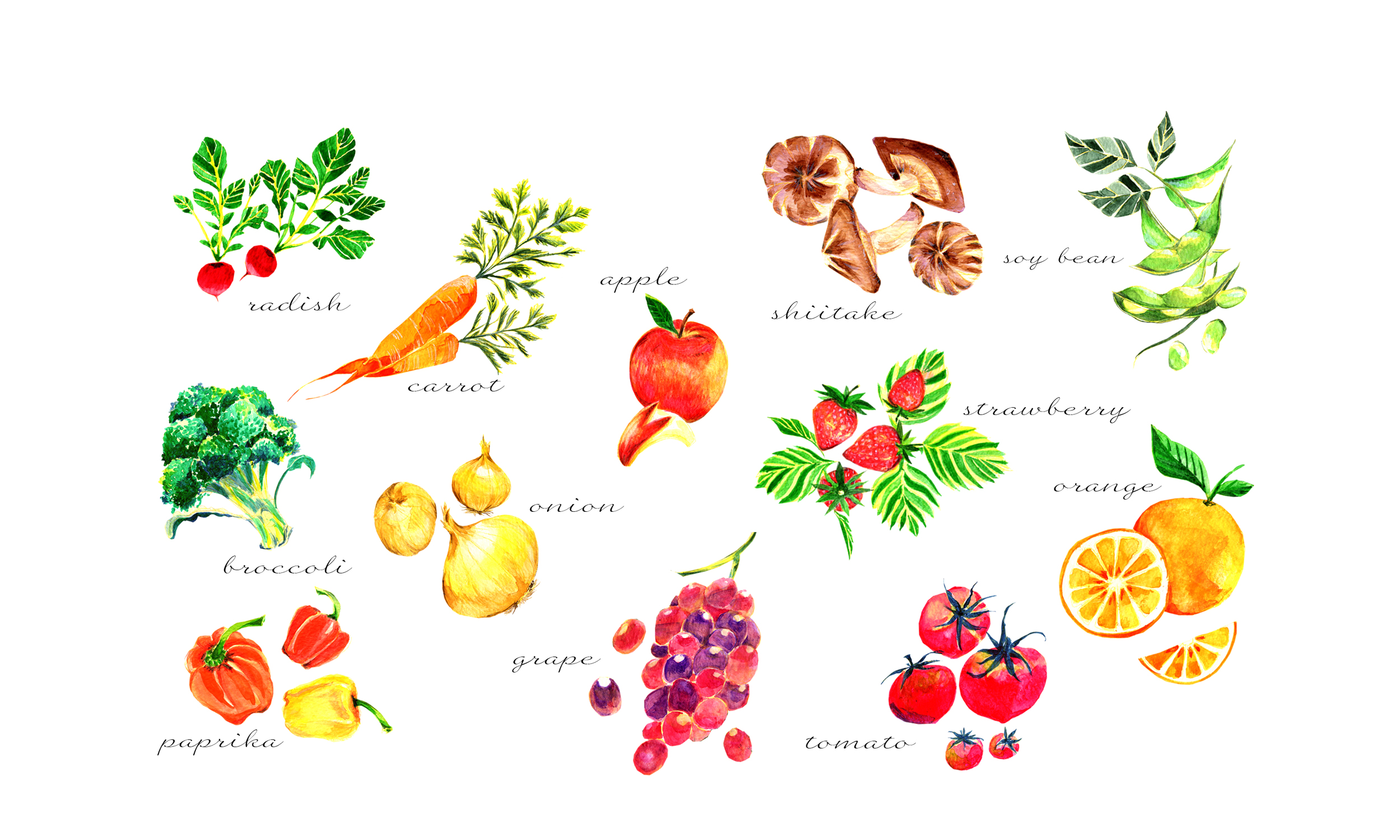 野菜・ベジタブルのフリー写真素材食材・料理の無料画像 フード・フォト