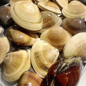 写真 : 牡蠣ツ端 武蔵小杉店カキツバタ- 武蔵小杉 オイスターバー食べログ